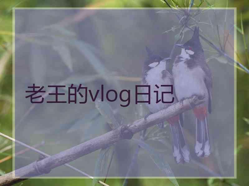 老王的vlog日记